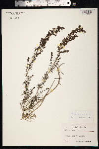 Galium verum image
