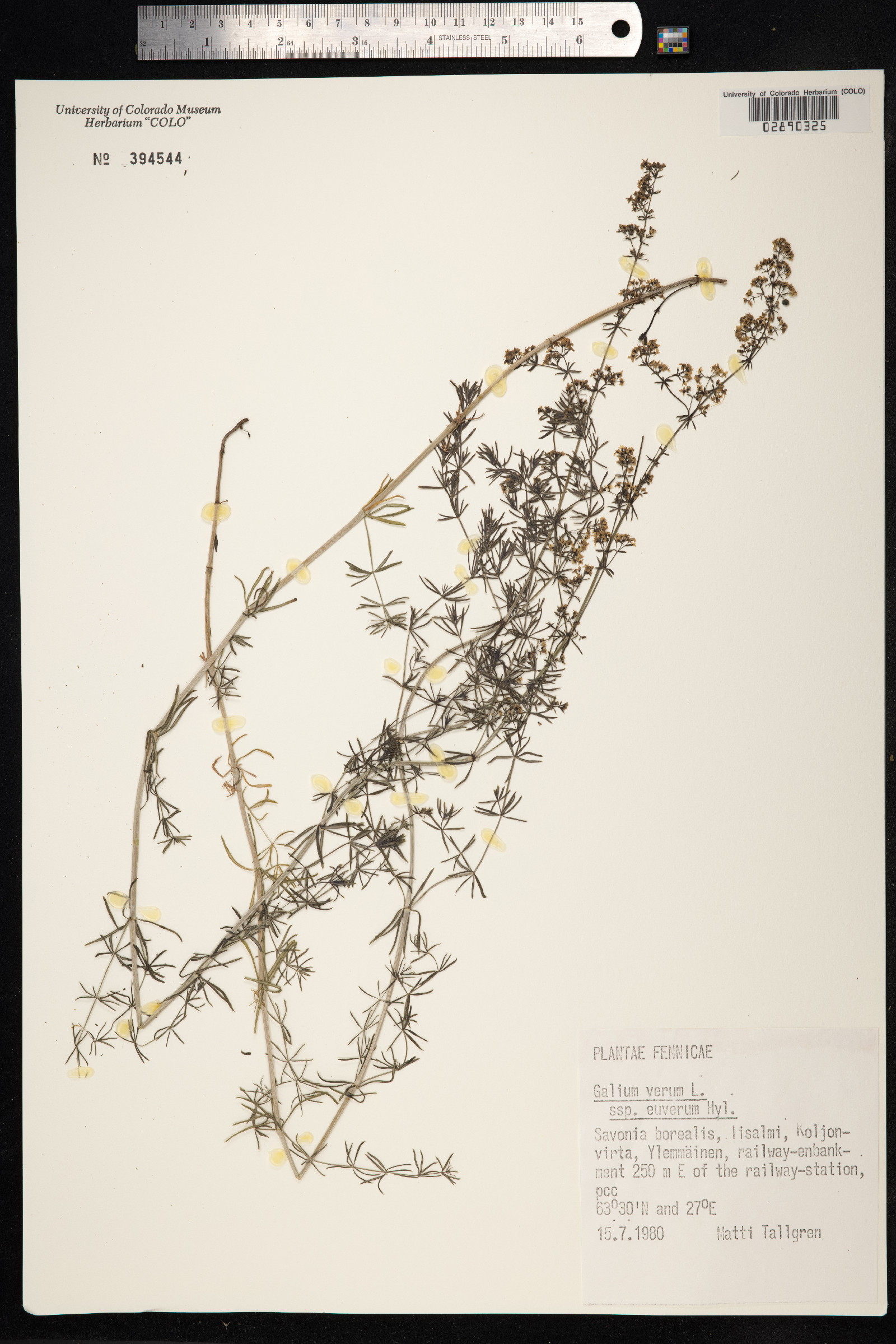 Galium verum image