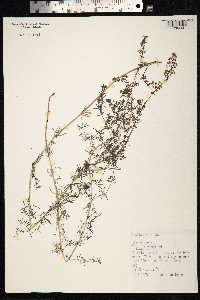 Galium verum image
