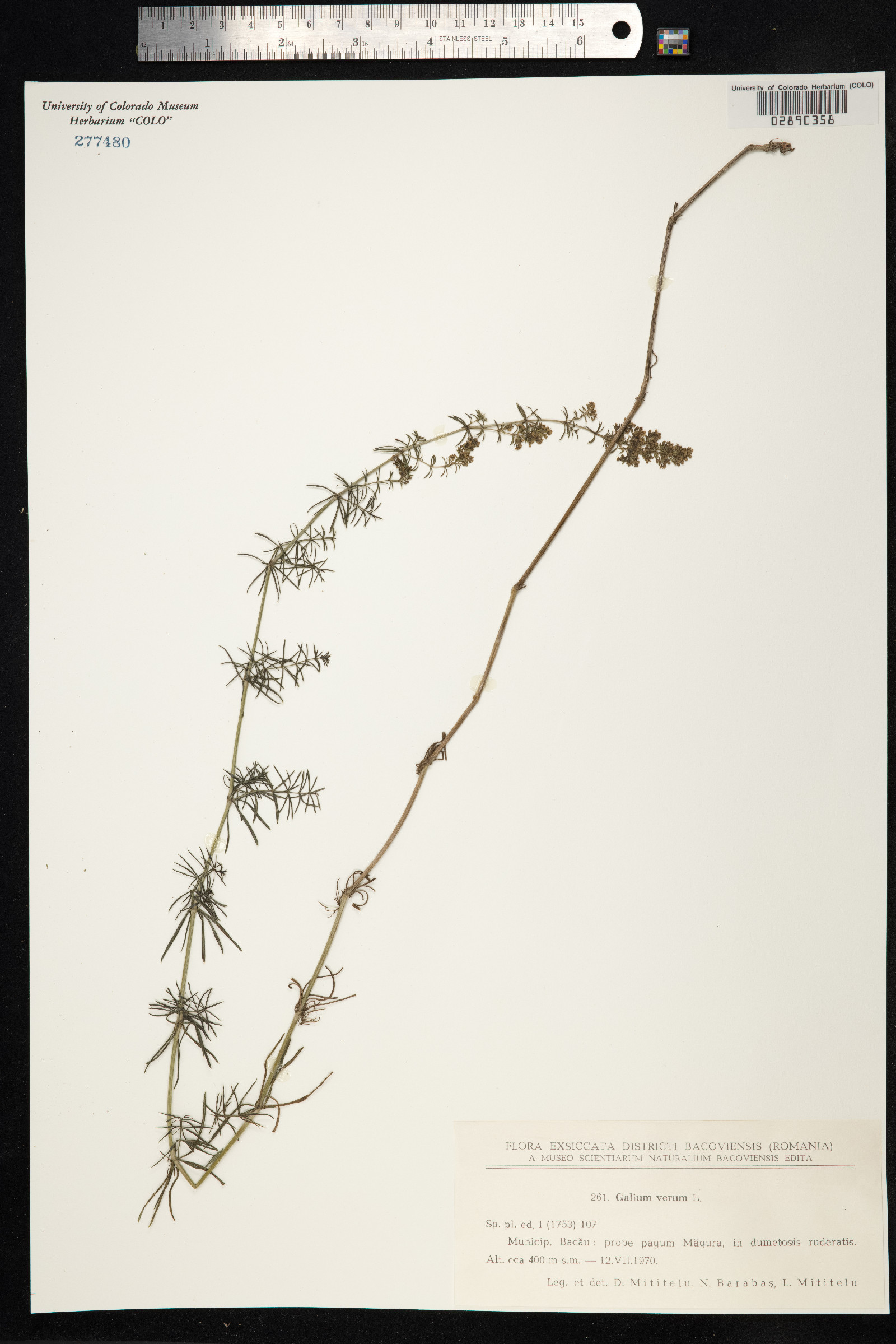 Galium verum image