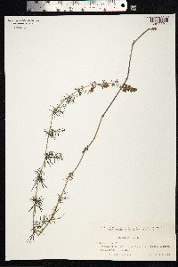 Galium verum image