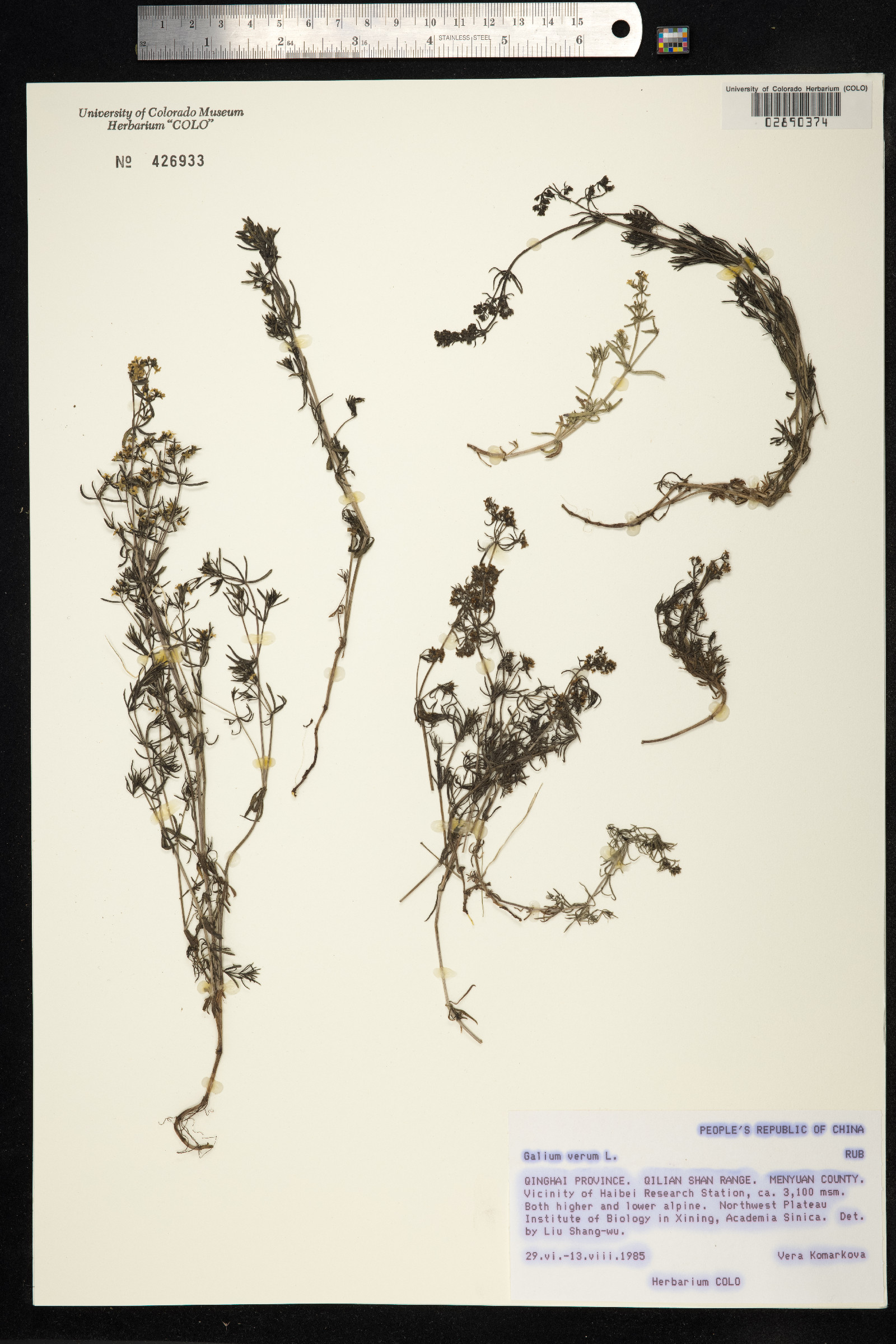 Galium verum image