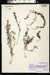 Galium verum image