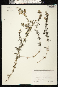 Galium verum image