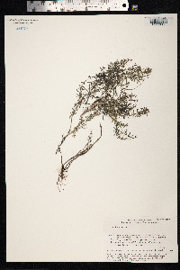 Galium verum image