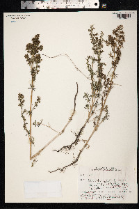 Galium verum image