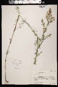 Galium verum image