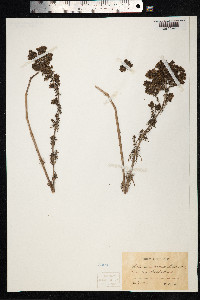 Galium verum image