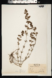 Galium verum image