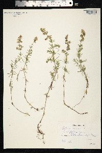 Galium verum image