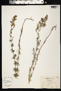 Galium verum image