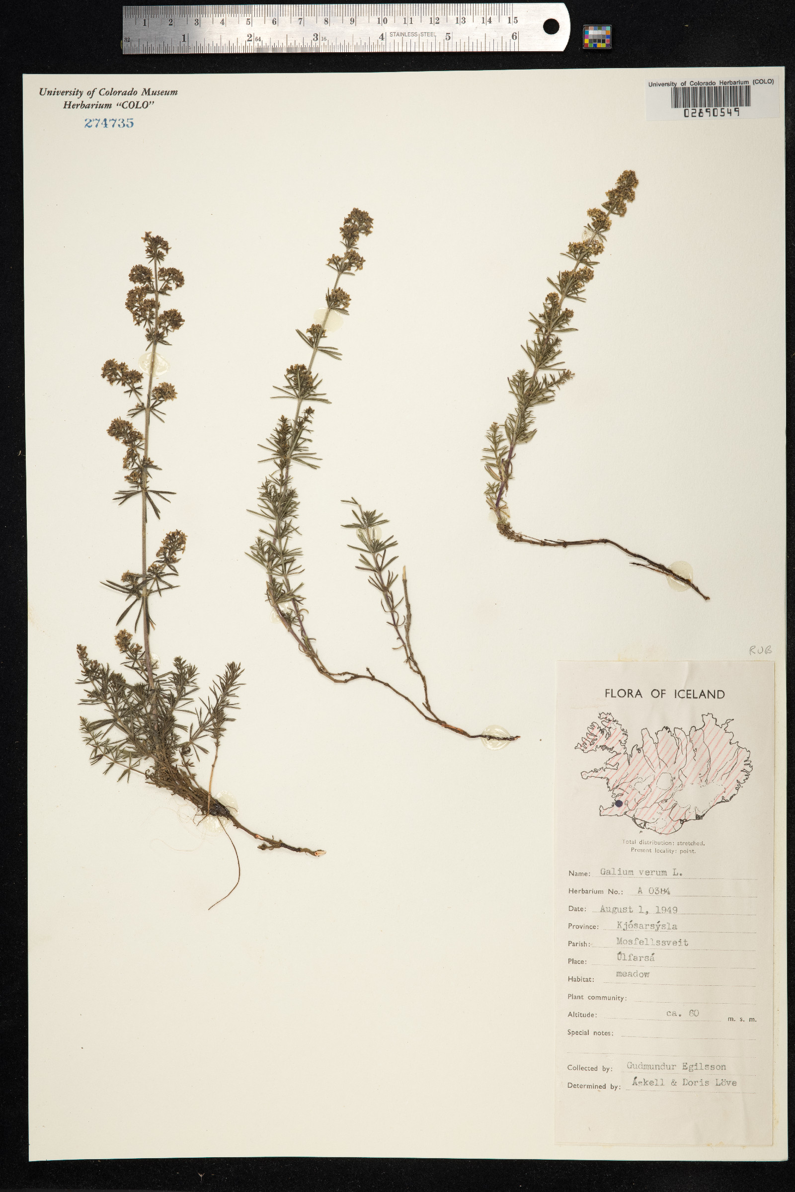 Galium verum image