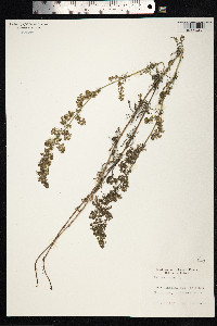 Galium verum image