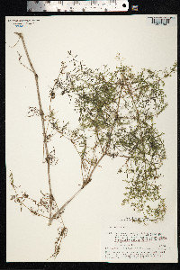 Galium verum image