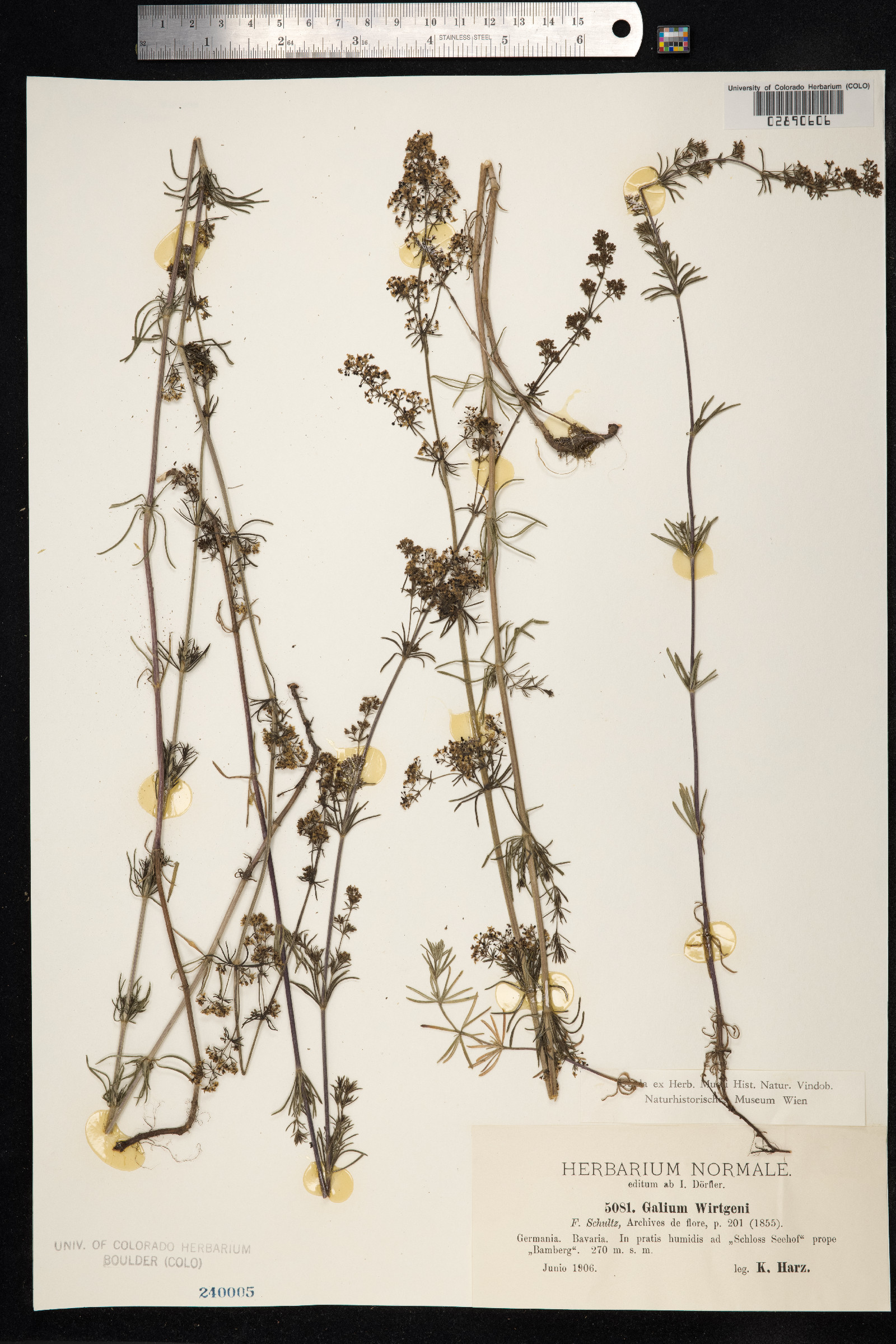 Galium verum var. wirtgenii image