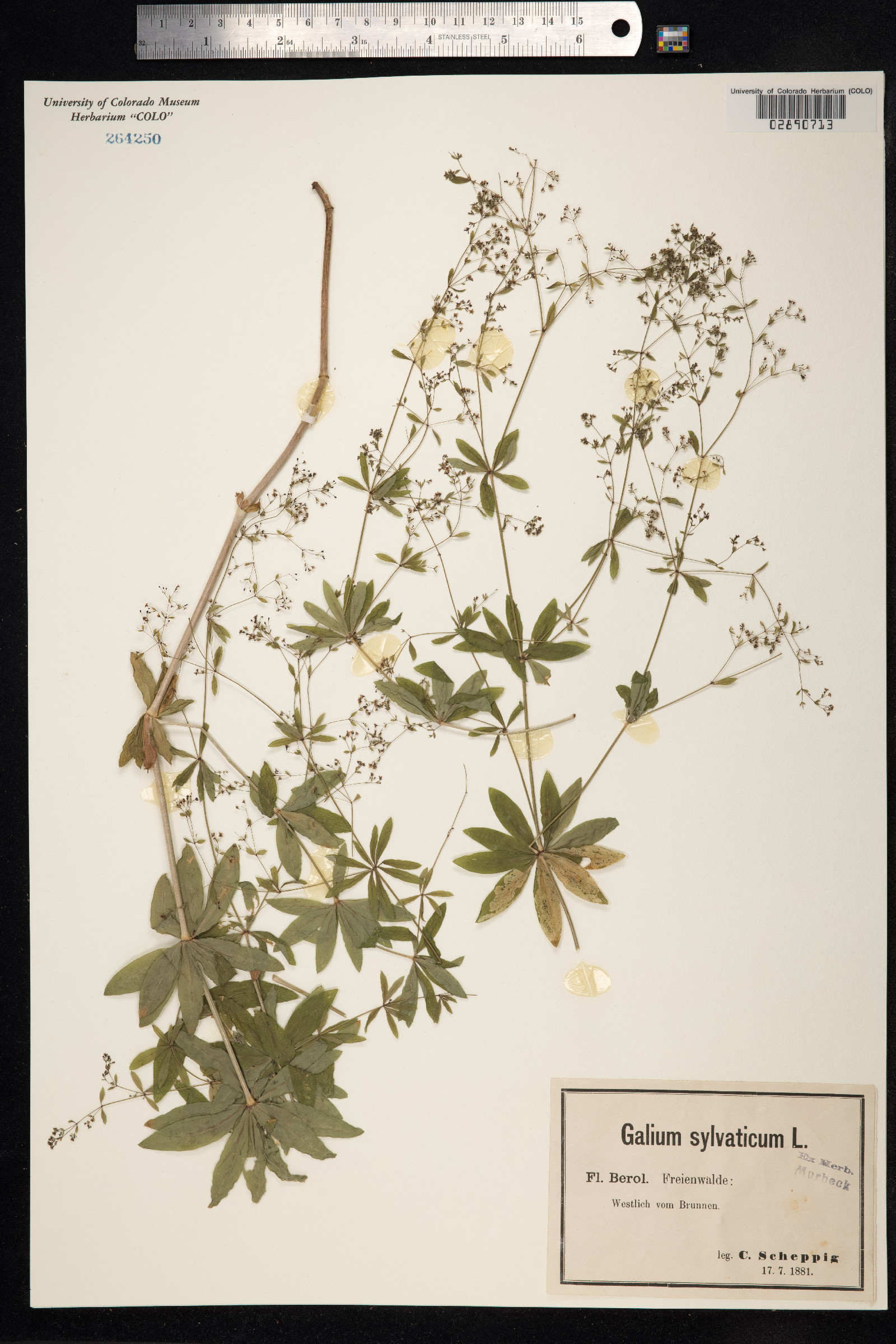 Galium sylvaticum image