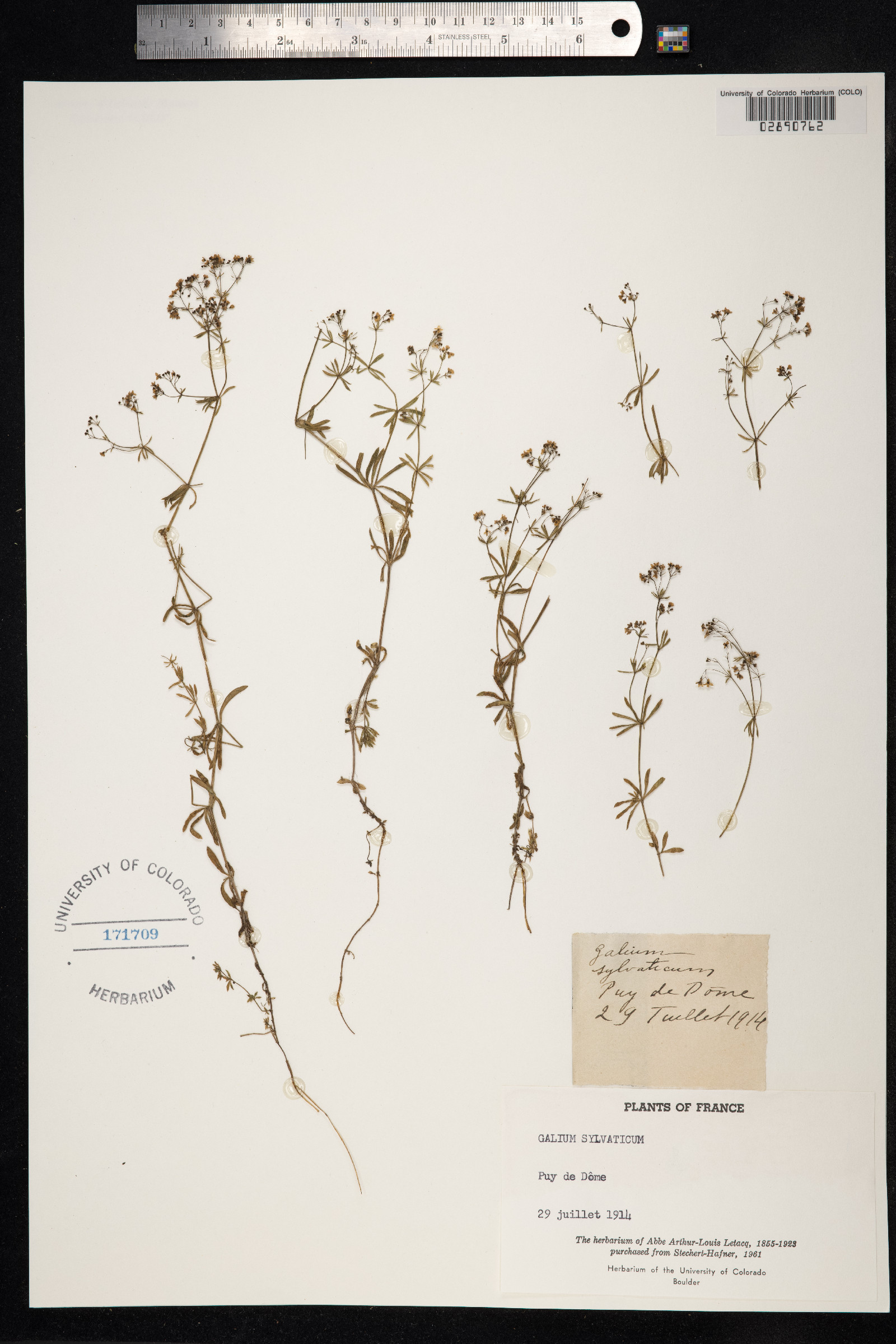 Galium sylvaticum image