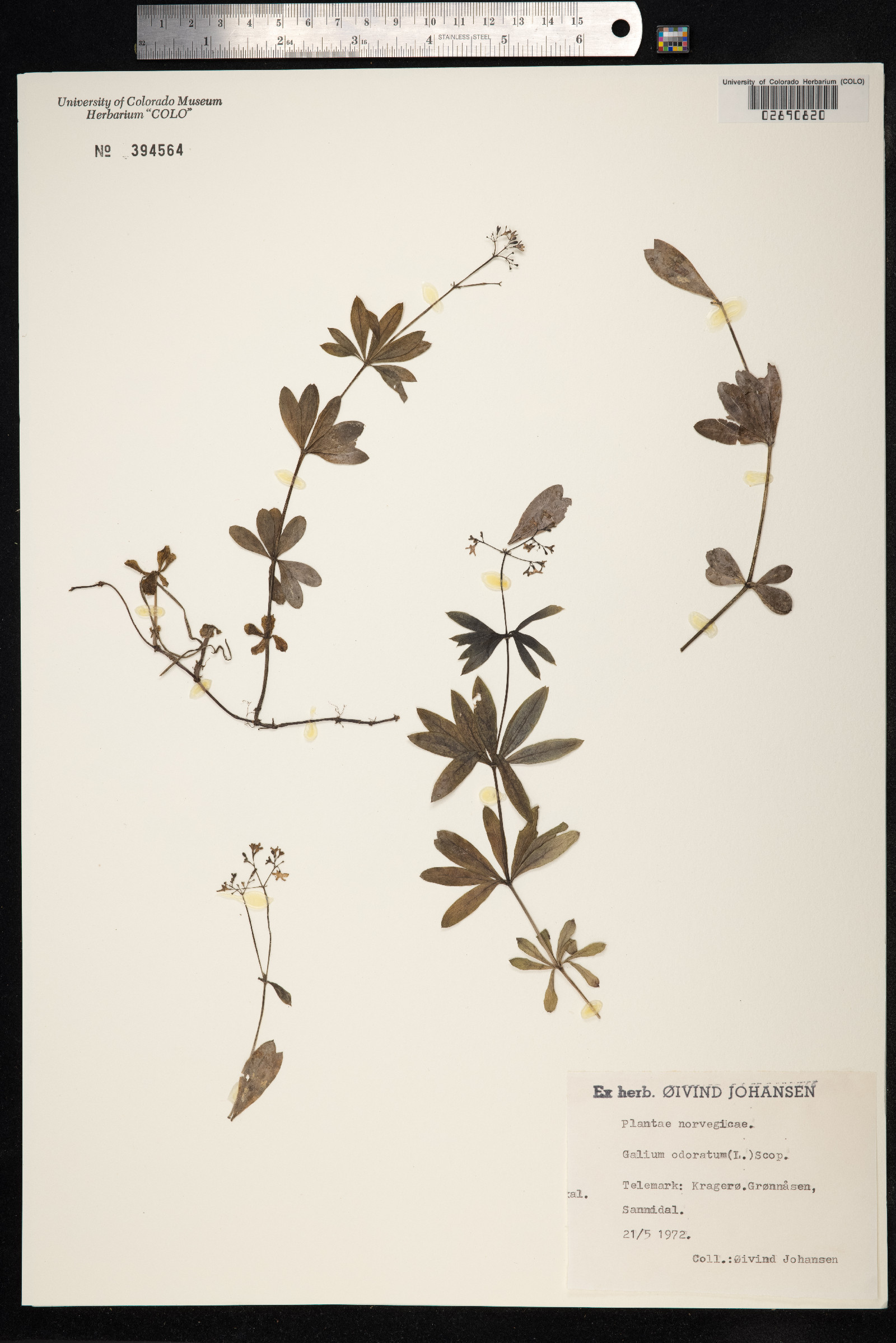 Galium odoratum image