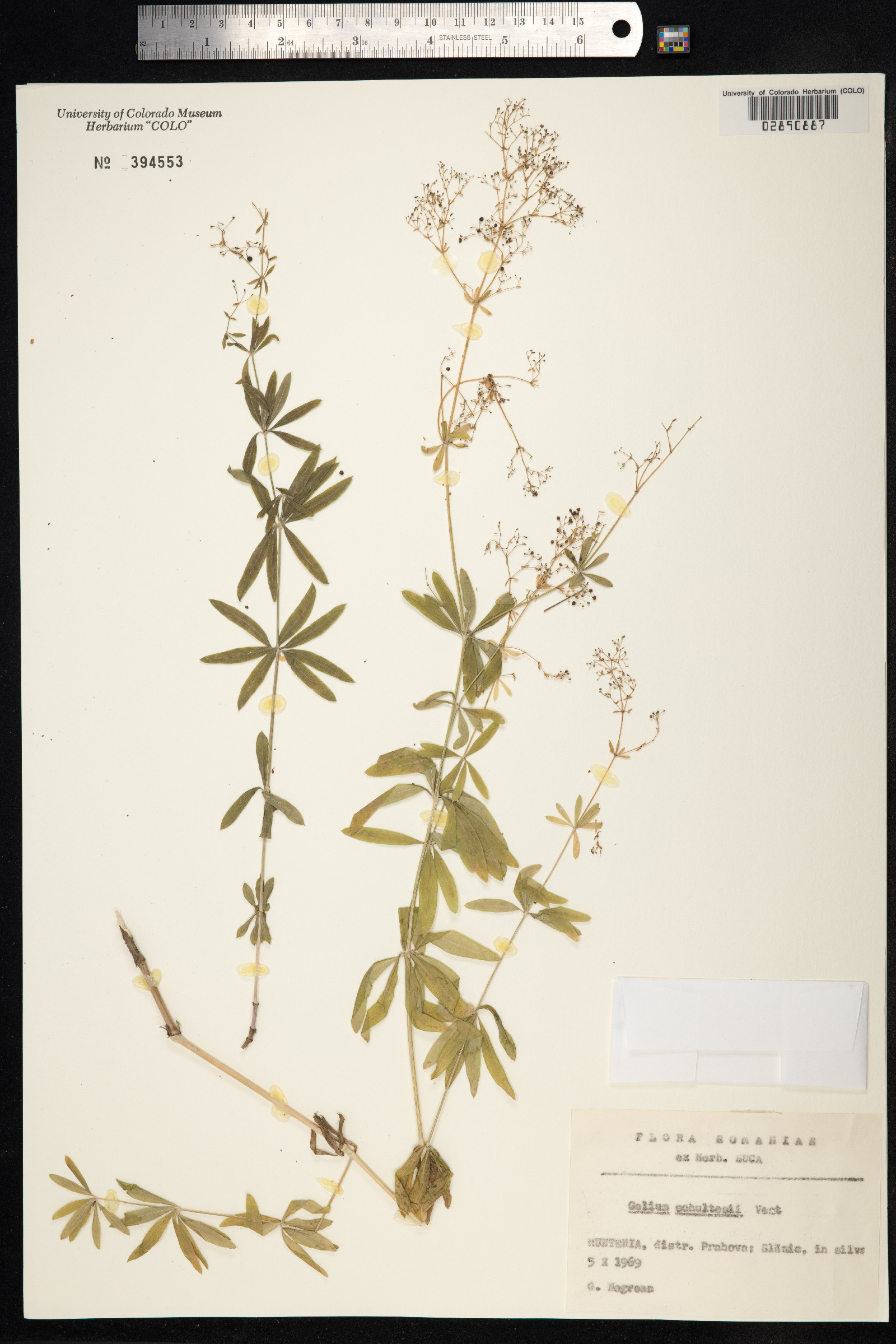 Galium intermedium image