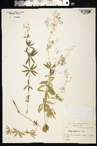 Galium intermedium image