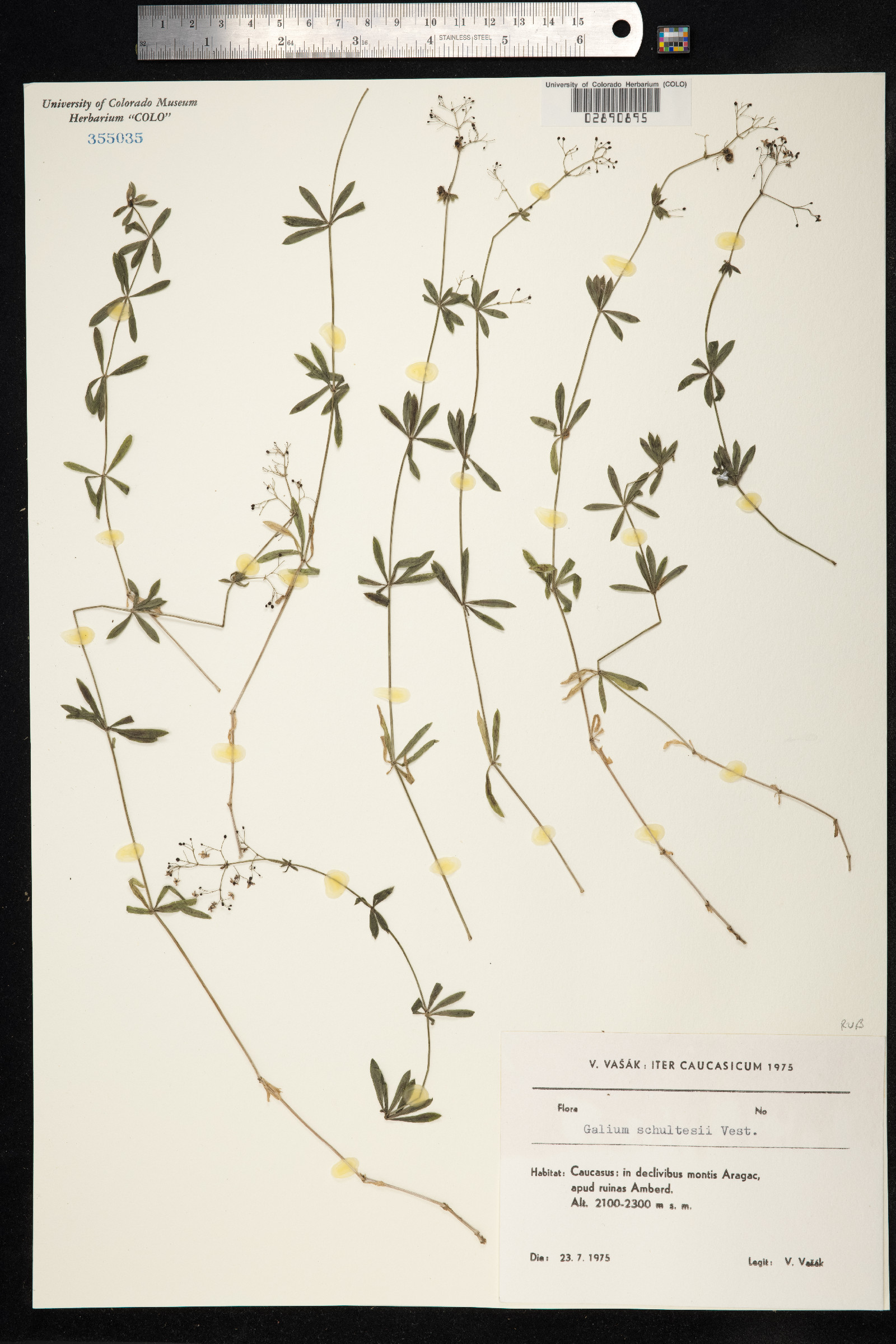 Galium intermedium image