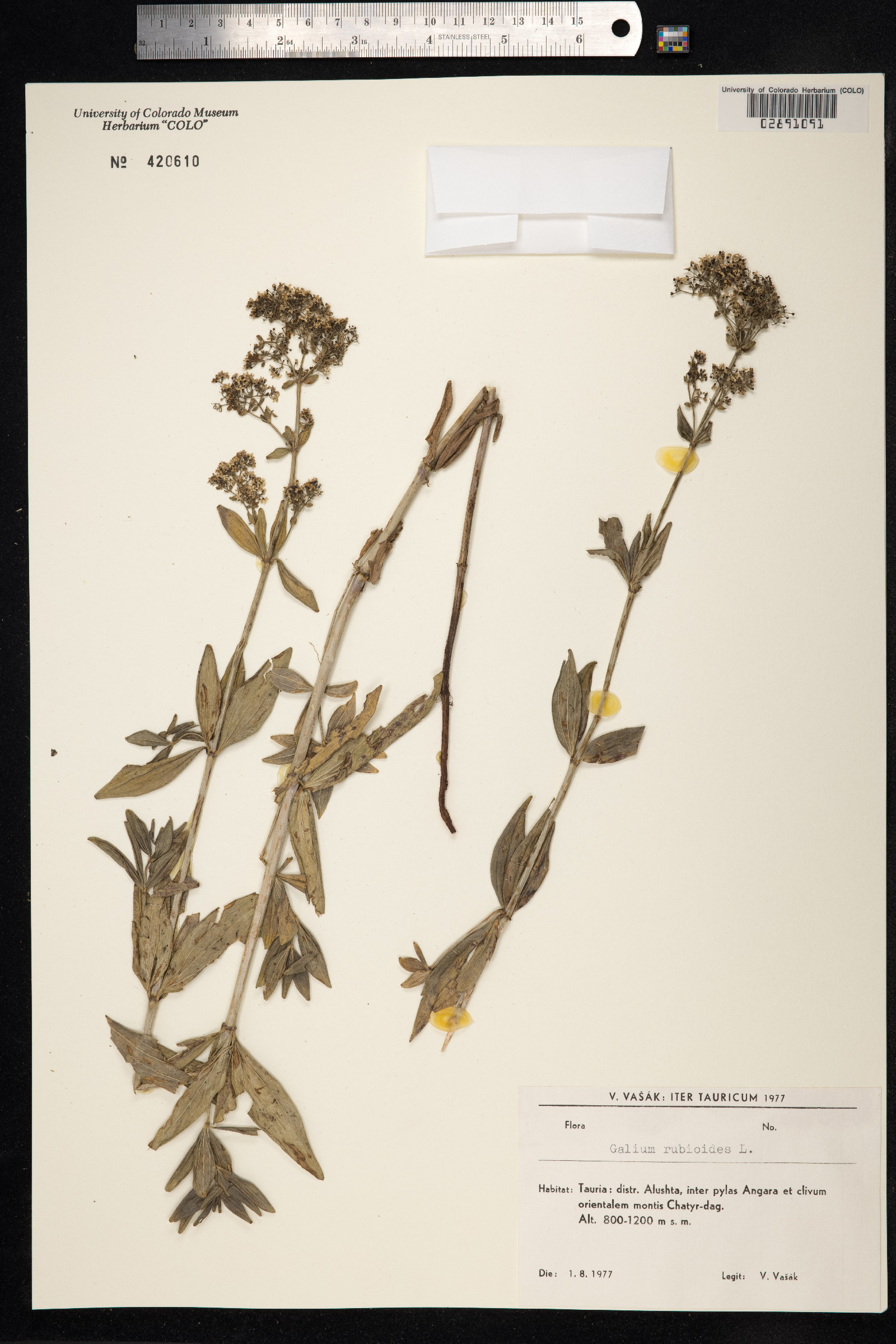 Galium rubioides image