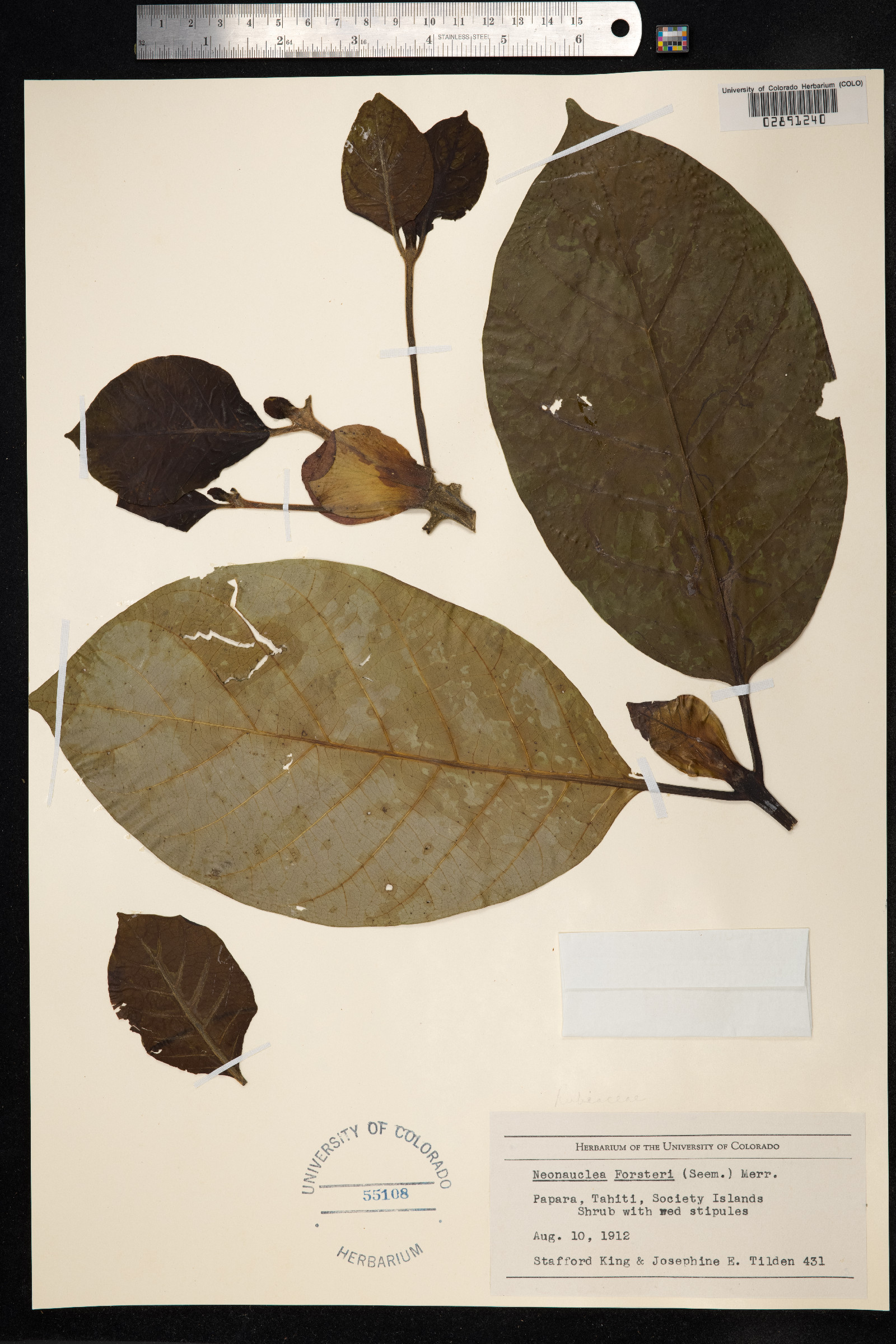 Neonauclea forsteri image