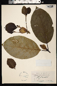 Neonauclea forsteri image