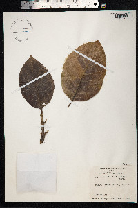 Neonauclea forsteri image