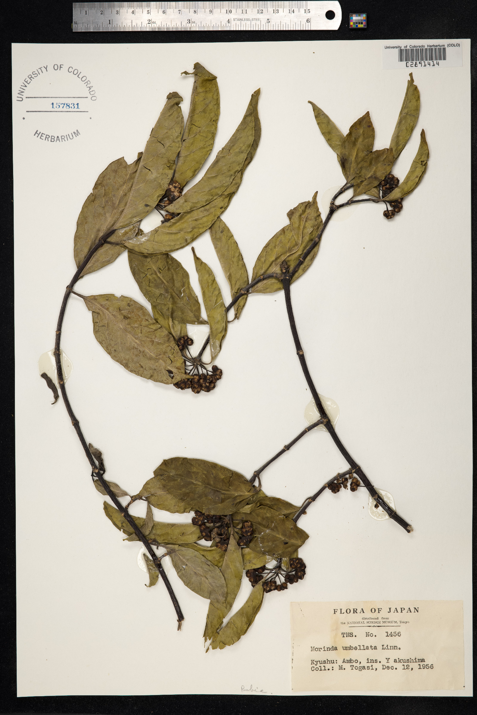 Morinda umbellata image