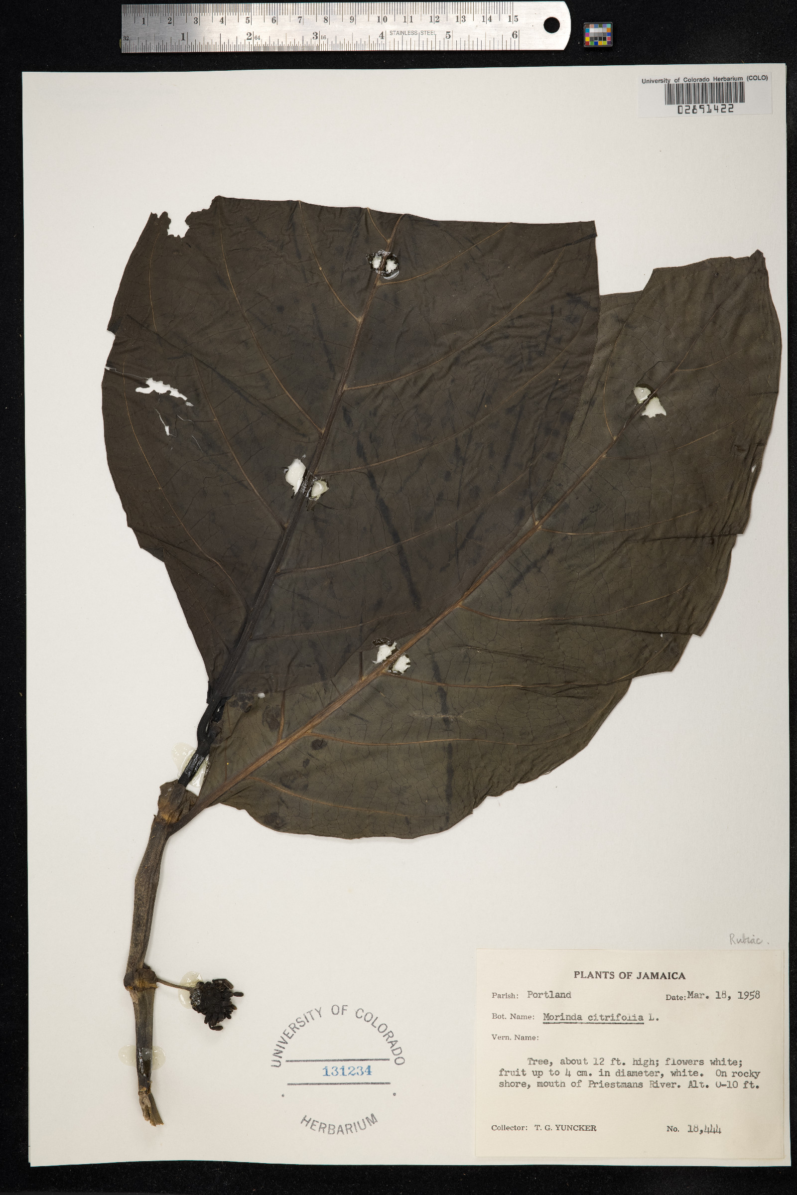 Morinda citrifolia image