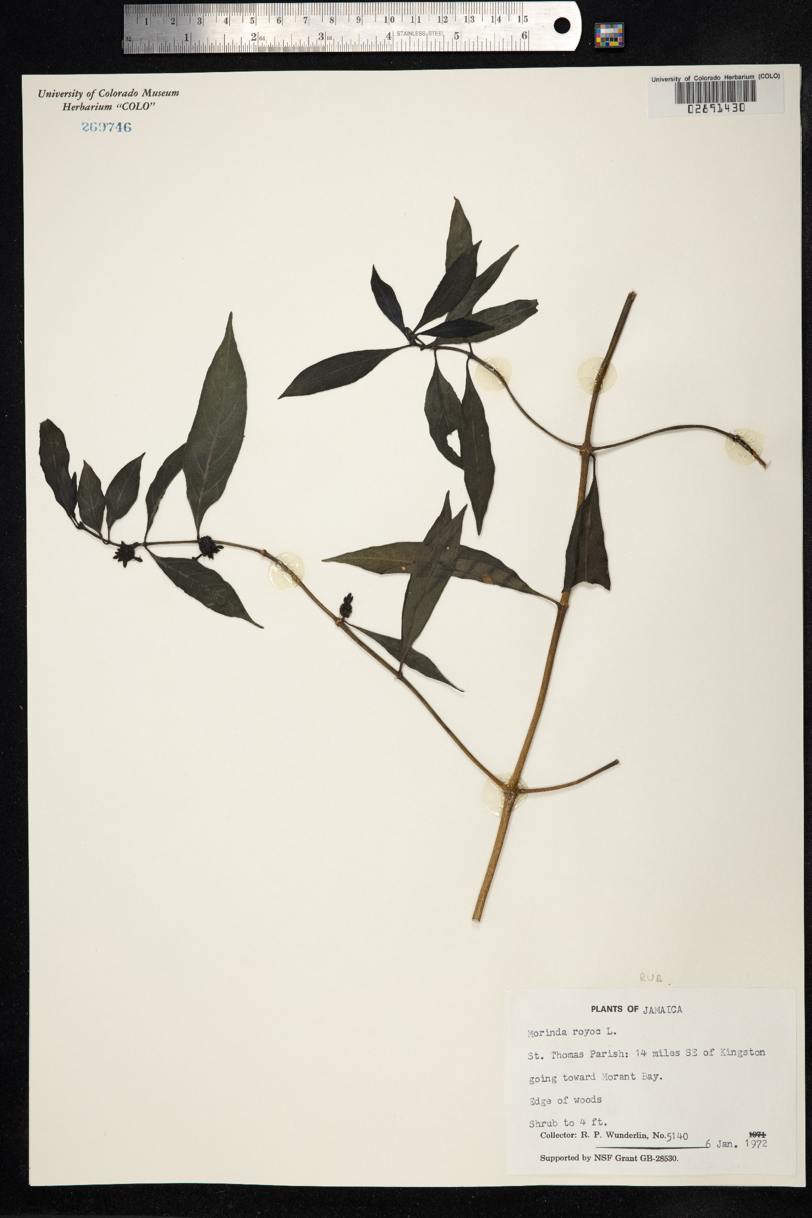 Morinda royoc image