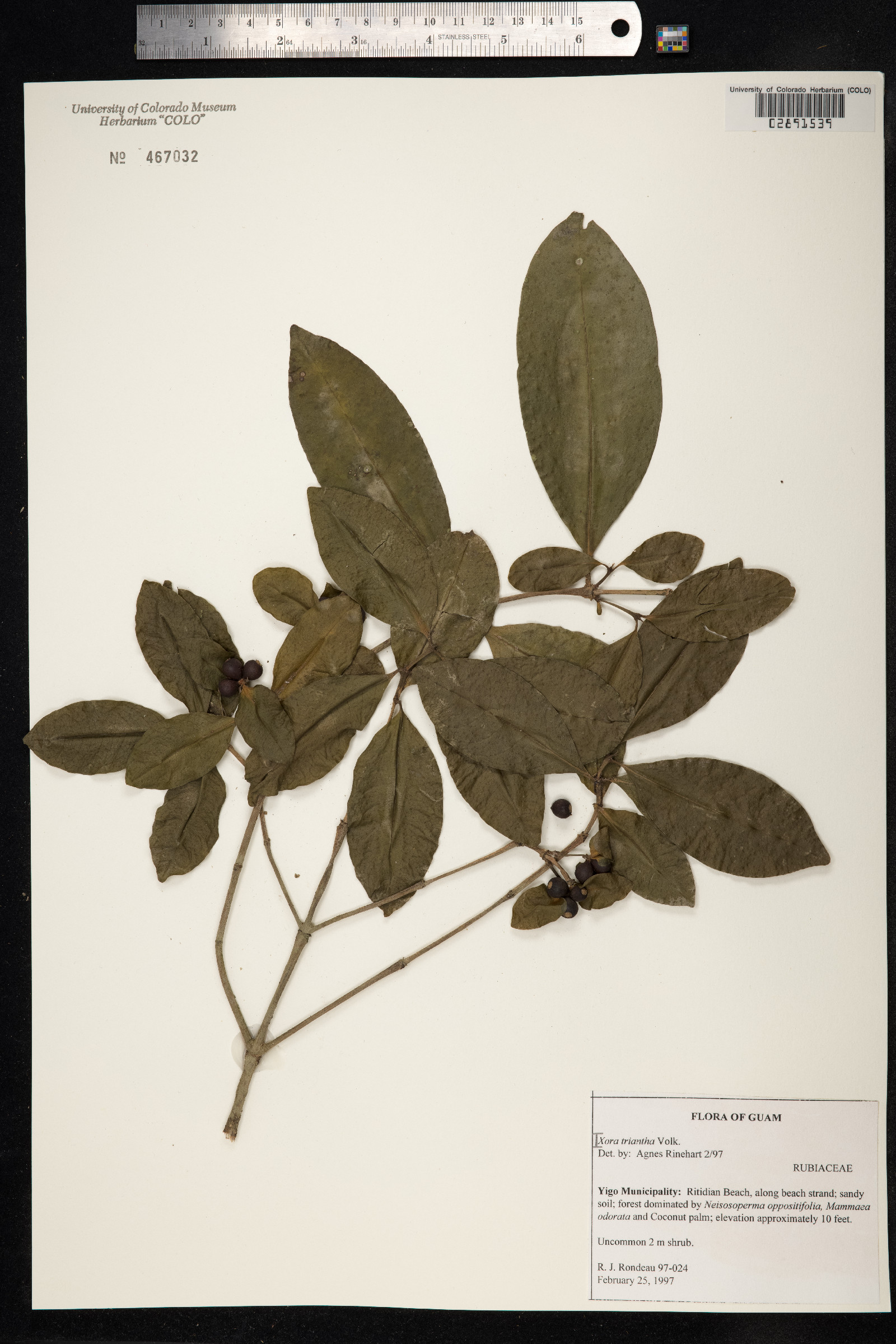 Ixora triantha image