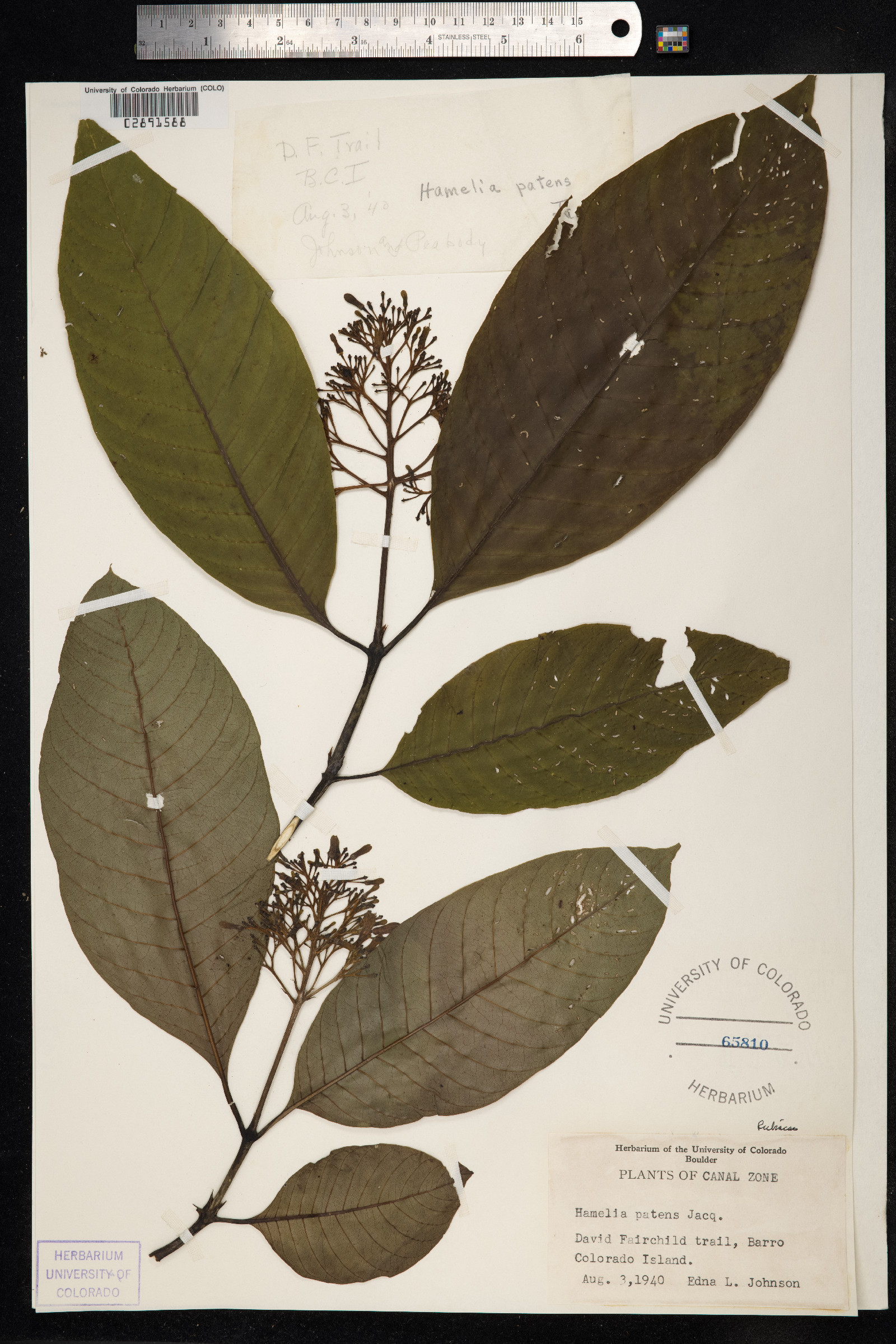 Hamelia patens image