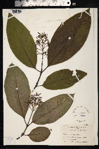 Hamelia patens image