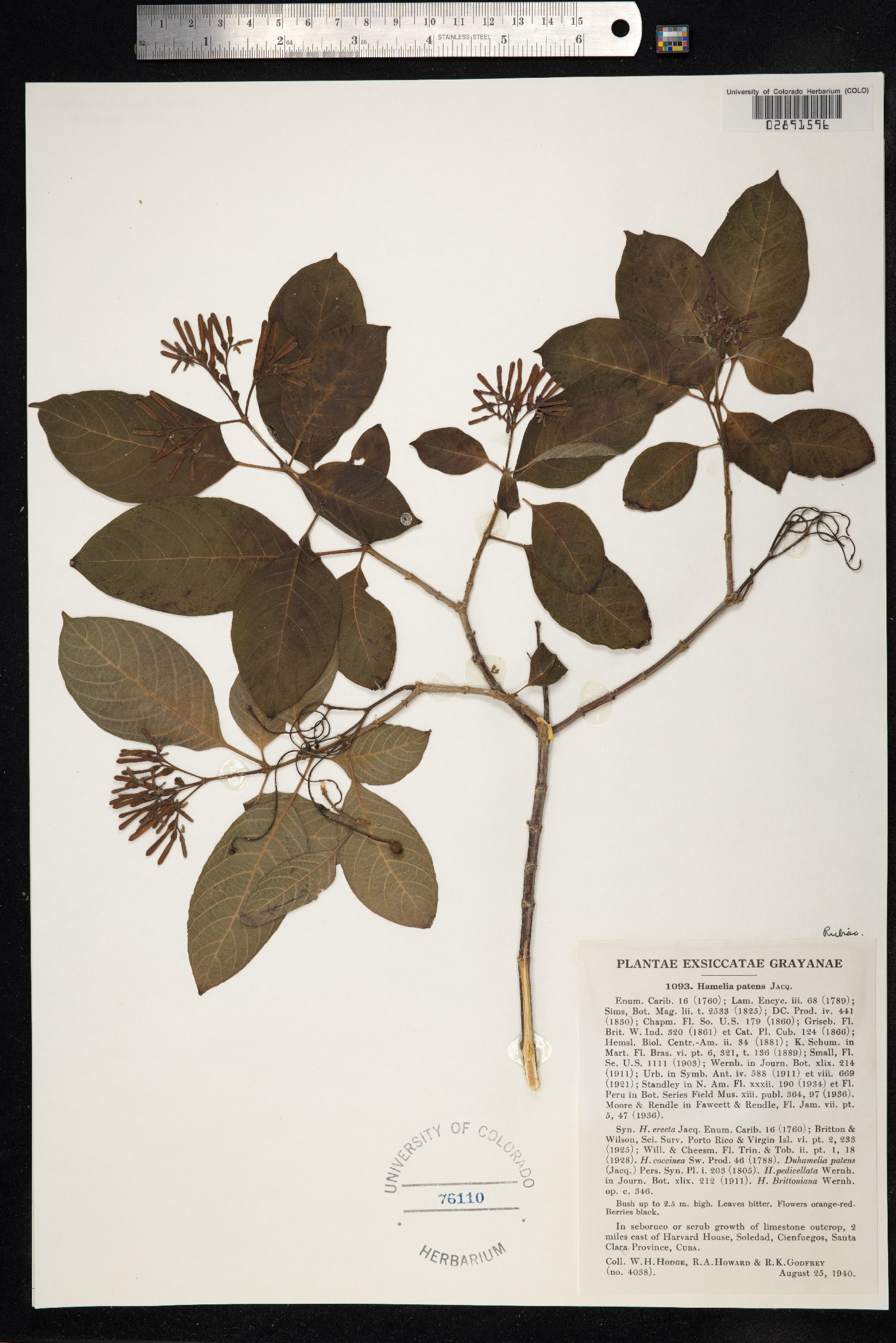 Hamelia patens image