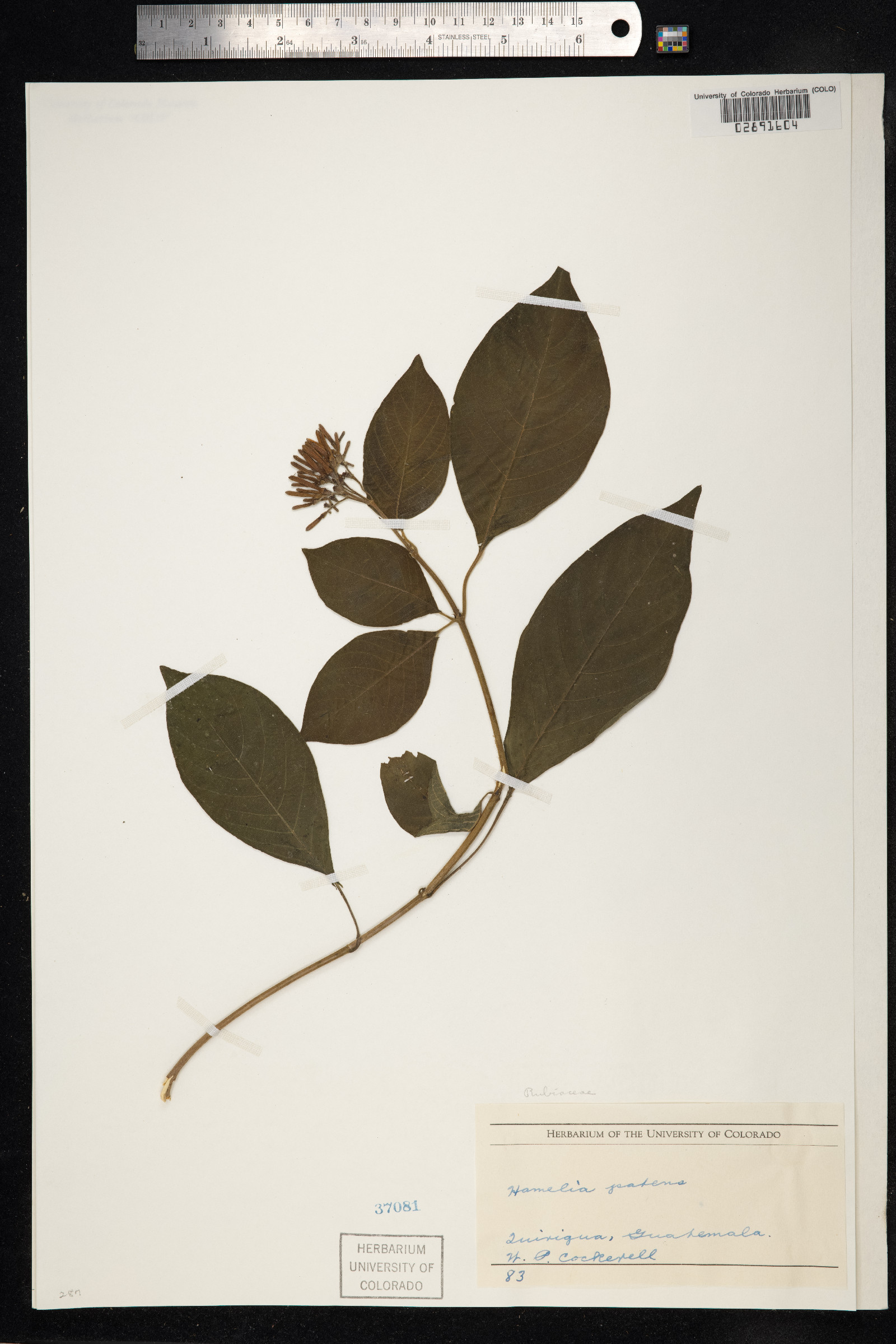 Hamelia patens image