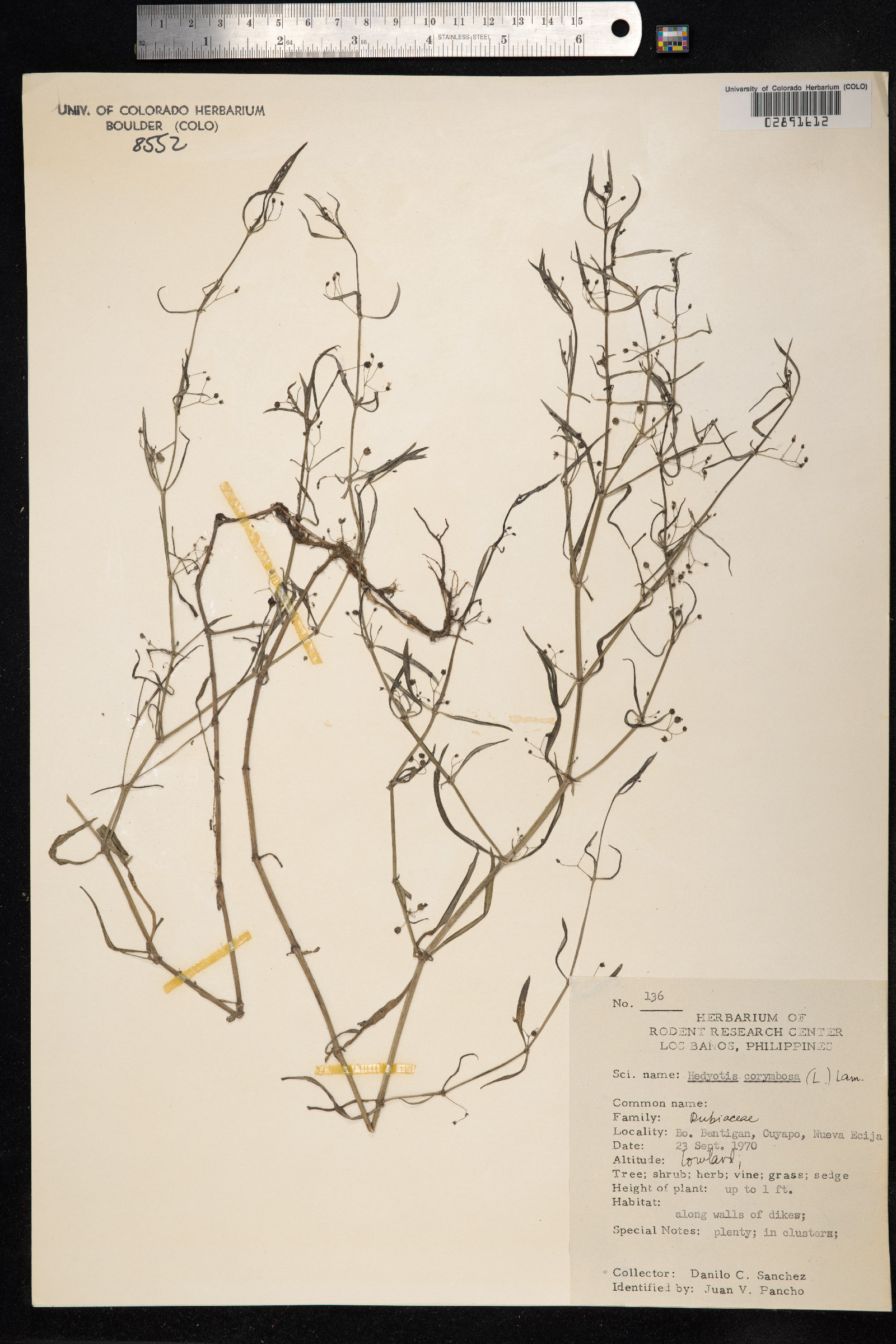 Oldenlandia corymbosa image