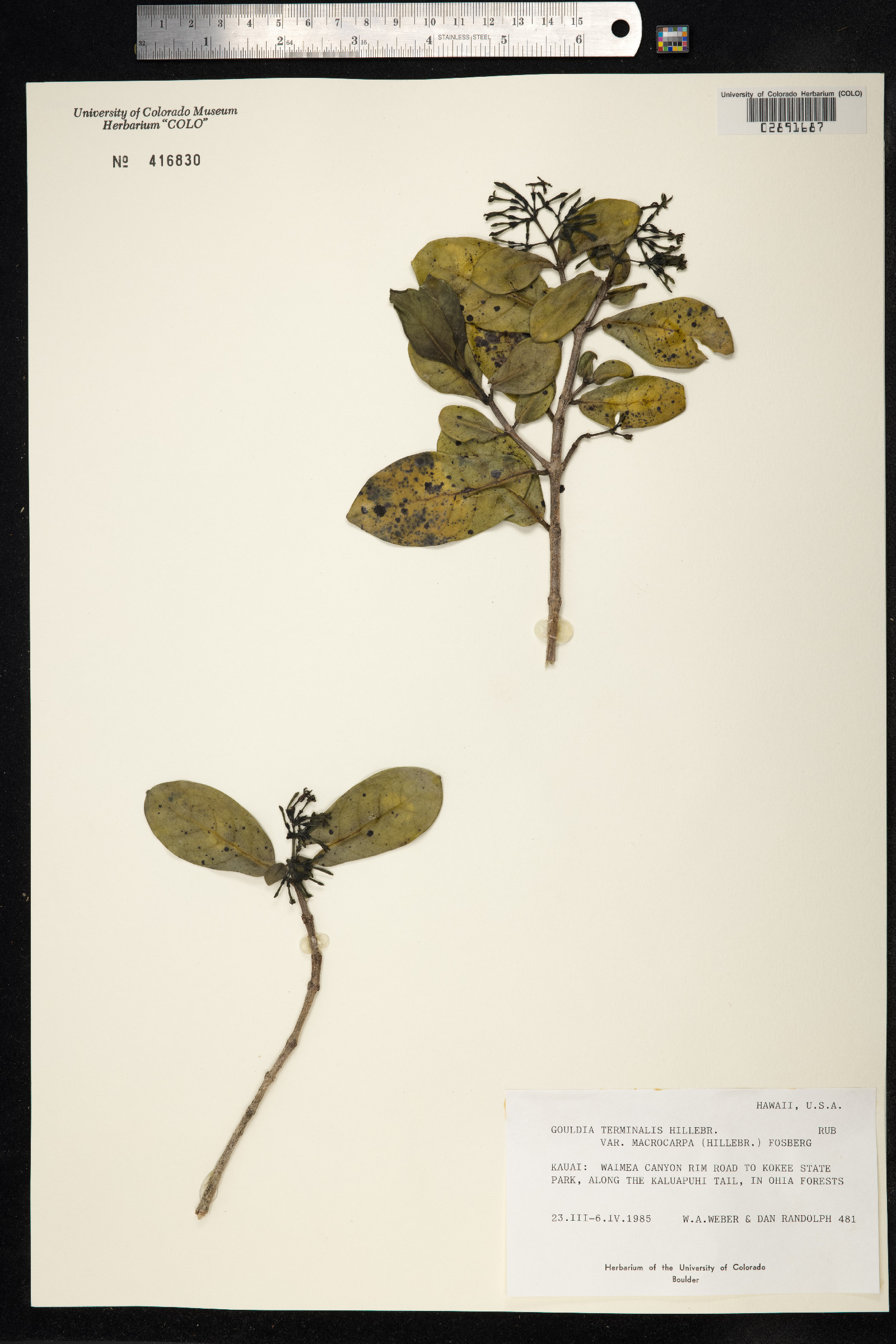 Kadua affinis image