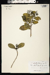 Kadua affinis image