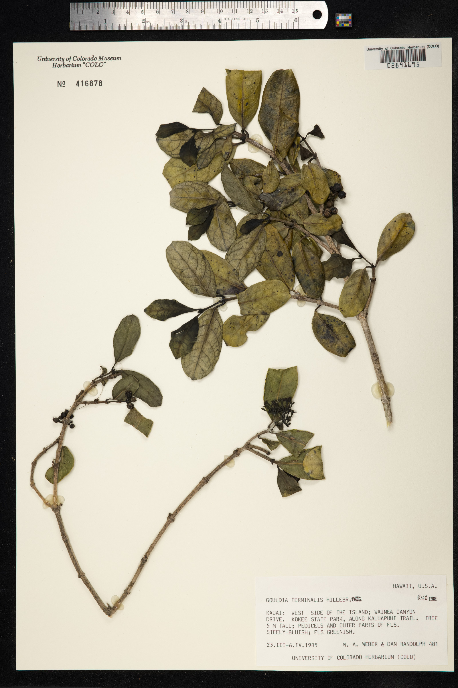 Kadua affinis image
