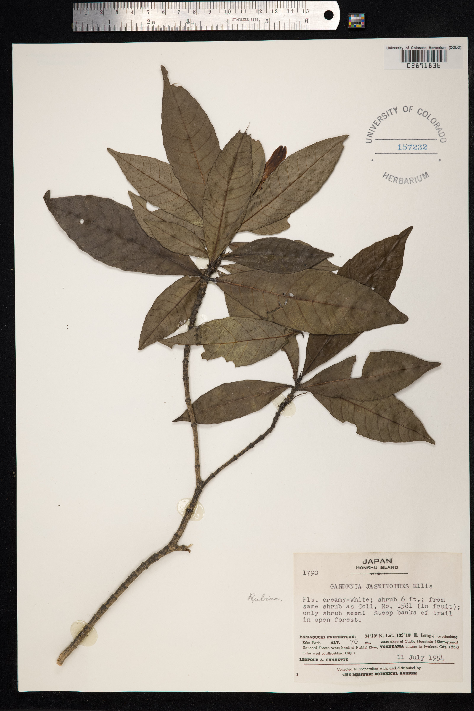 Gardenia jasminoides image