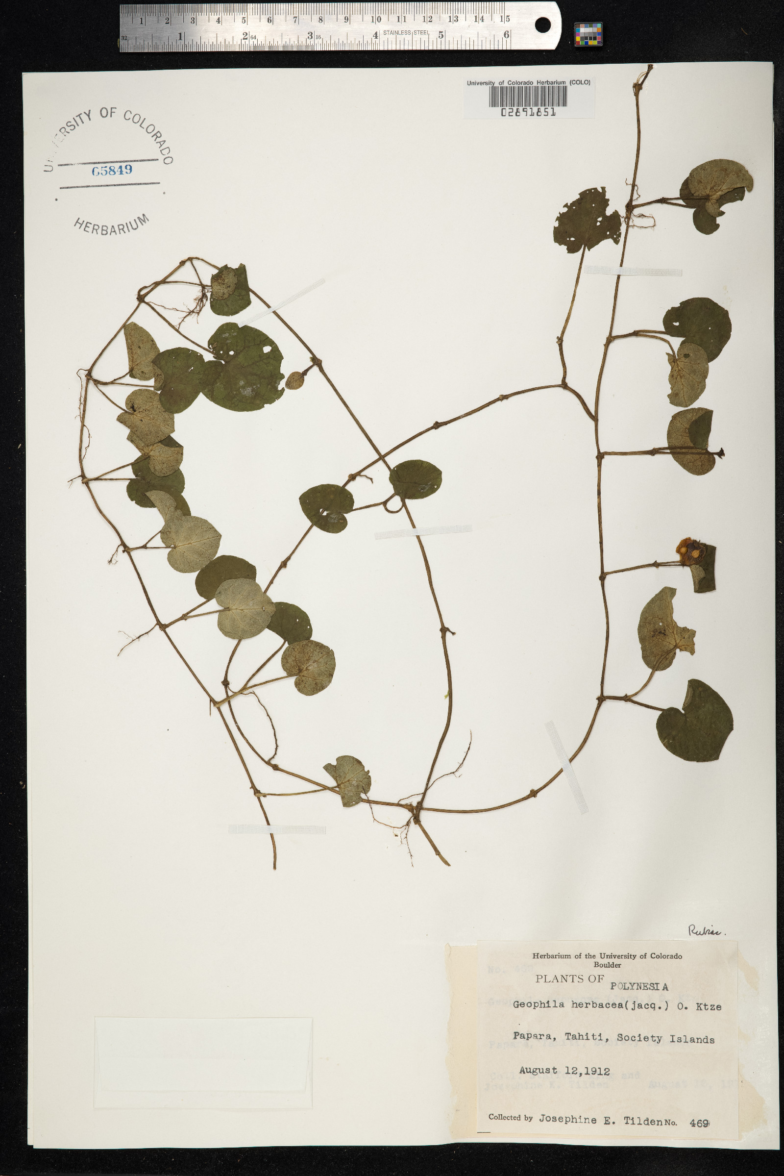Geophila repens image