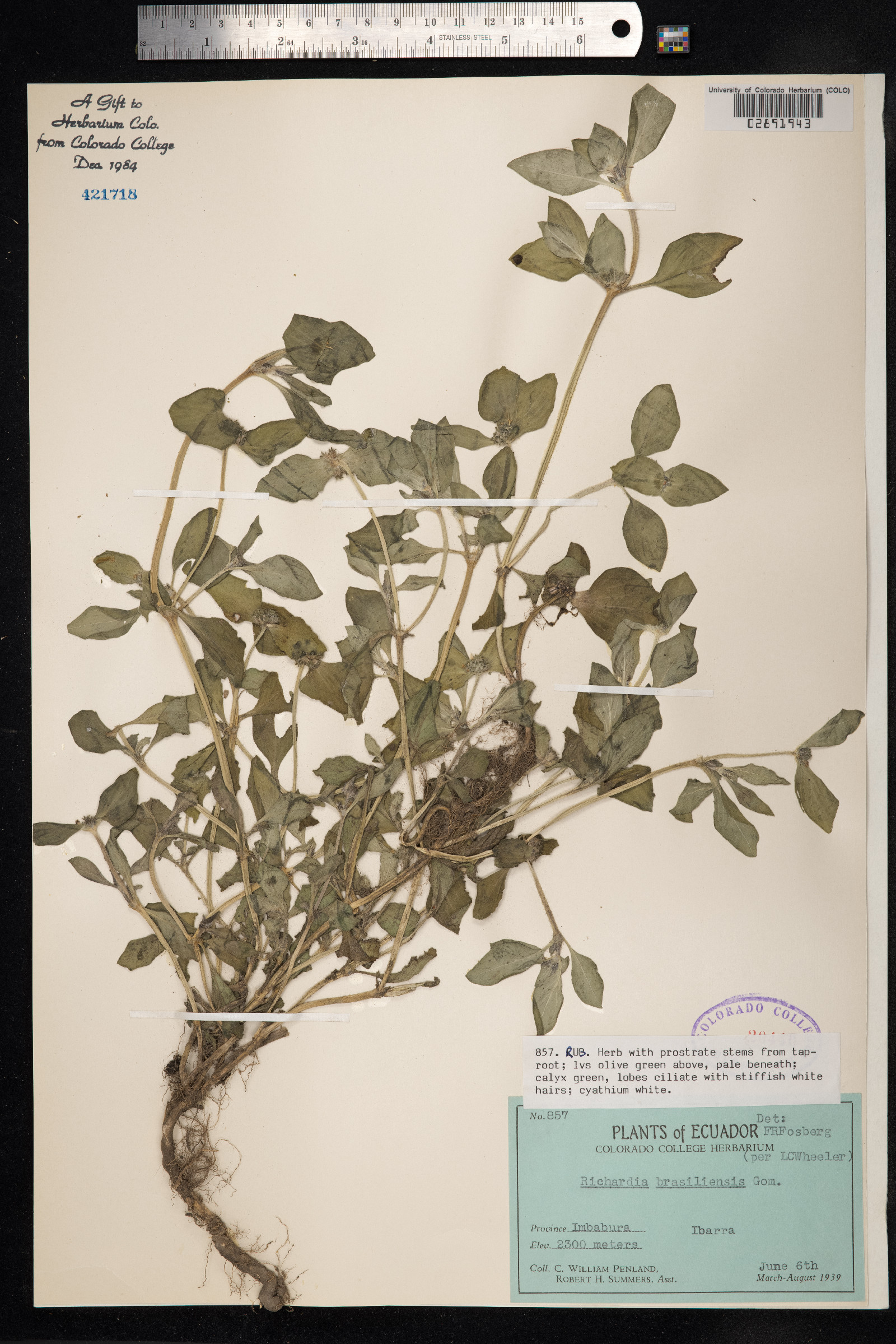 Richardia brasiliensis image