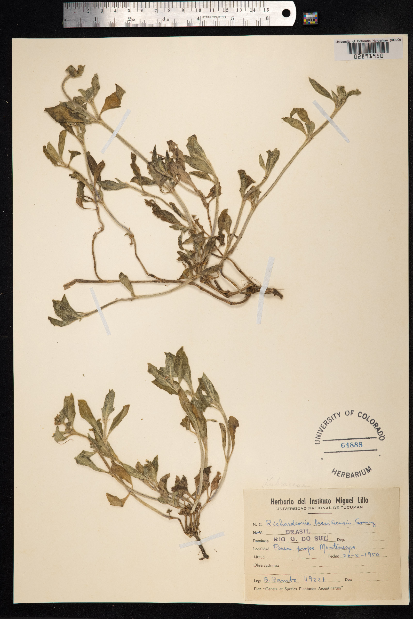 Richardia brasiliensis image