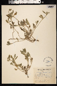 Richardia brasiliensis image