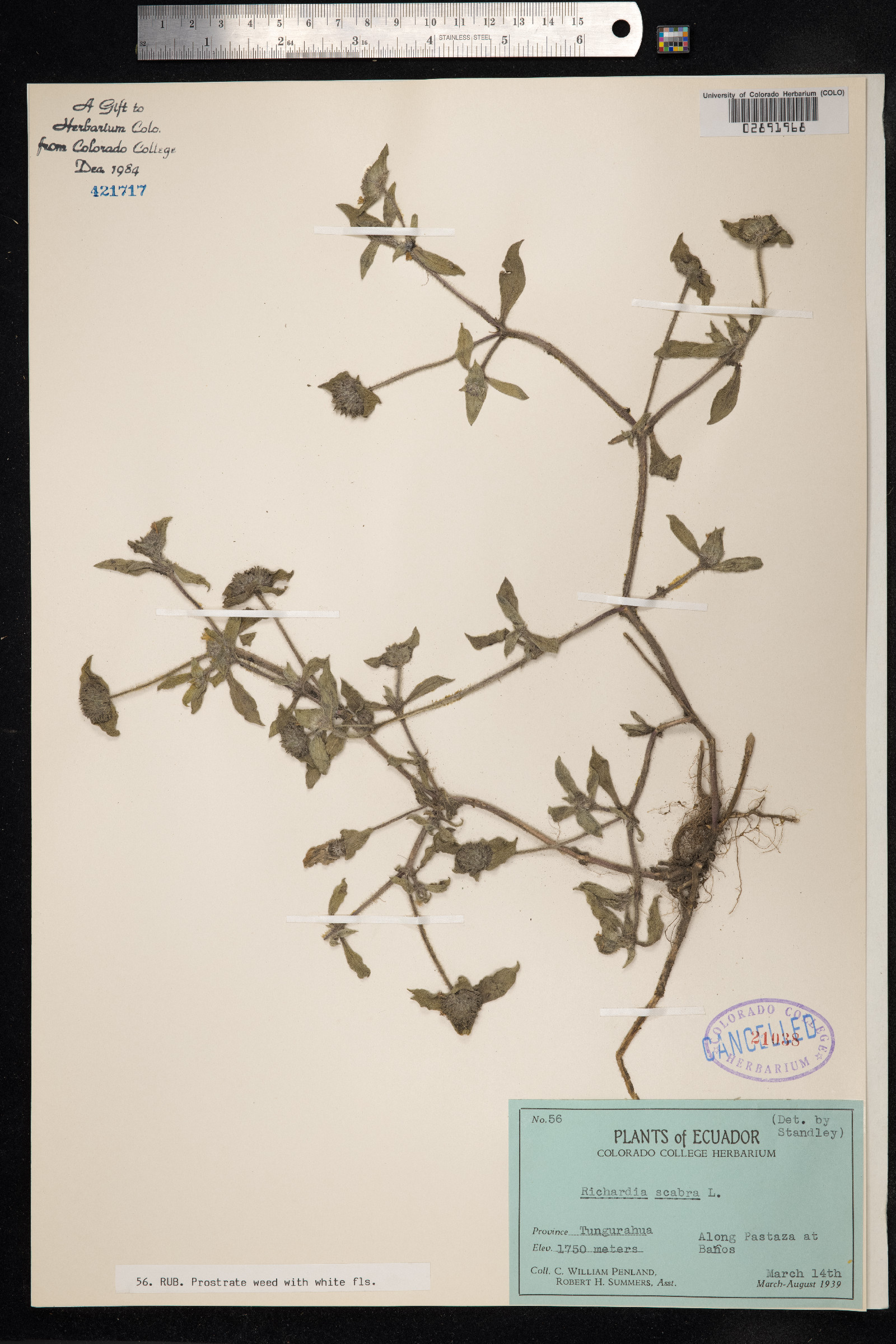 Richardia scabra image