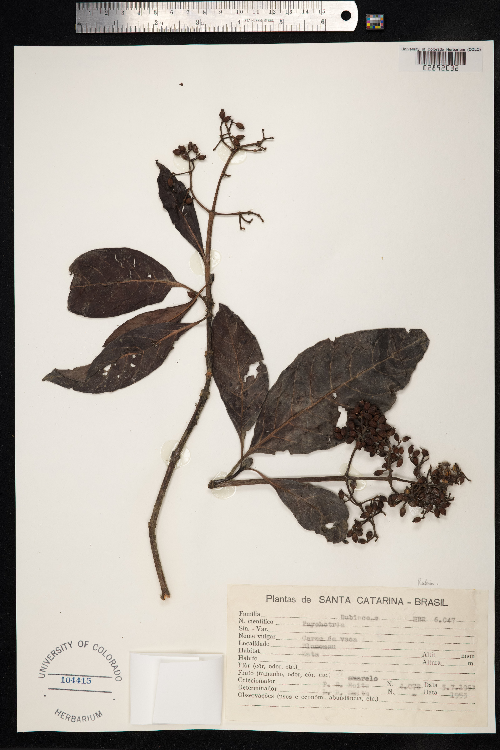 Psychotria image