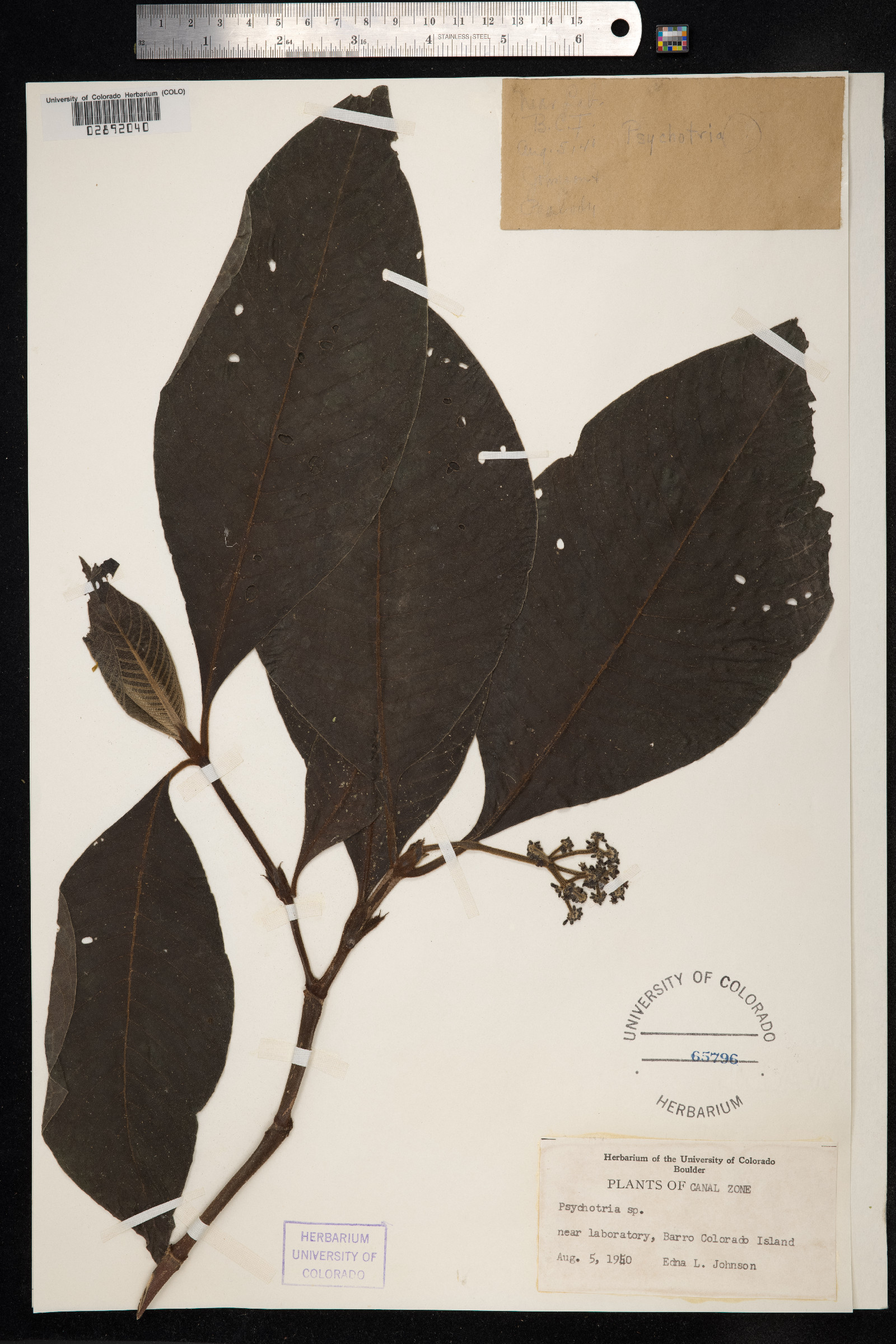 Psychotria image