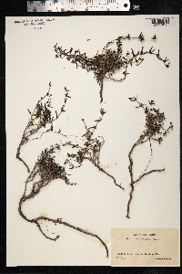 Image of Plocama calabrica